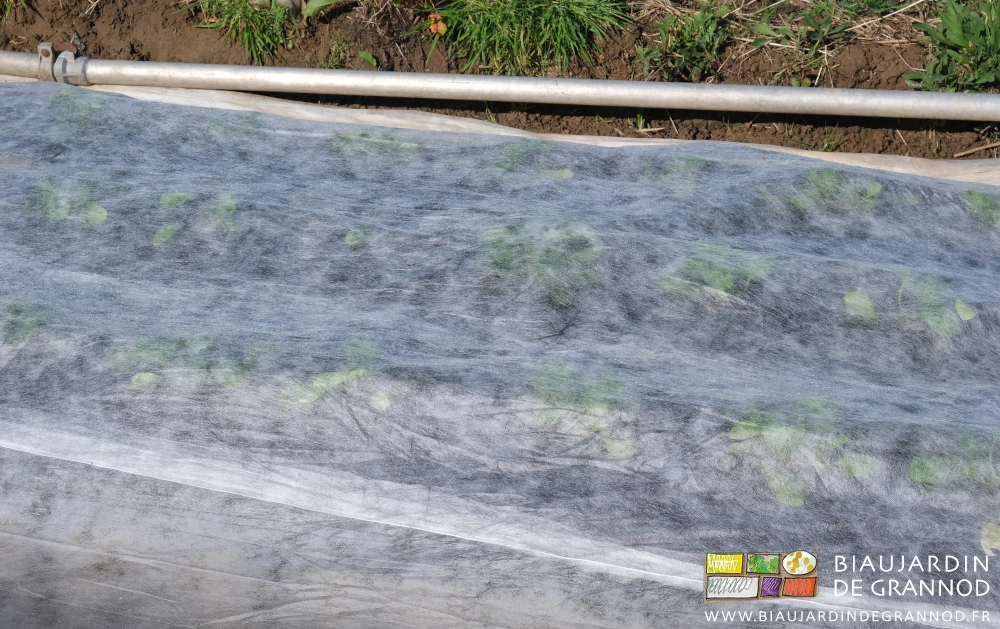 photo proche d'épinard protégé par un voile blanc