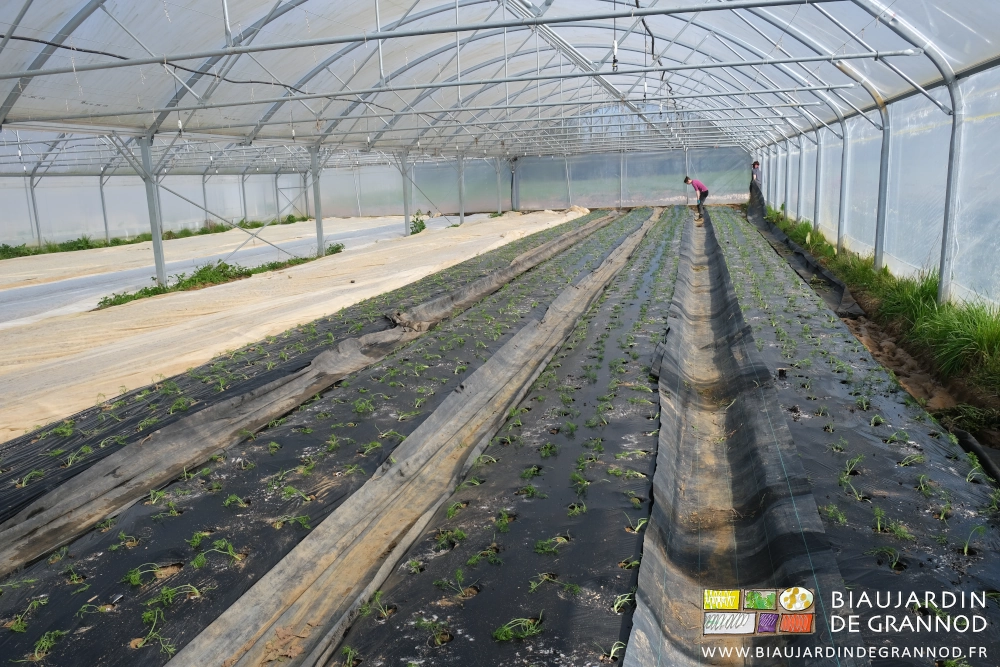 photo ensoleillée de mise en place des toiles d'allée entre les planches de fenouil