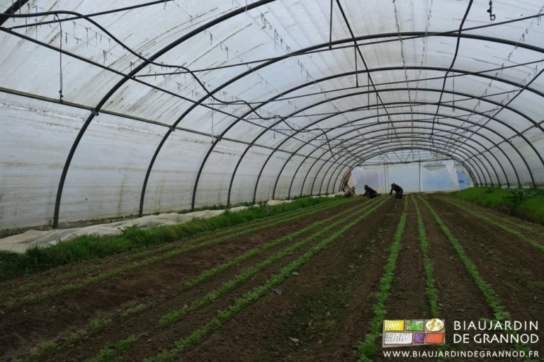 photo par temps gris de 3 biaux jardiniers accroupis pour enlever à la main les herbes du rang avec couteau et seau
