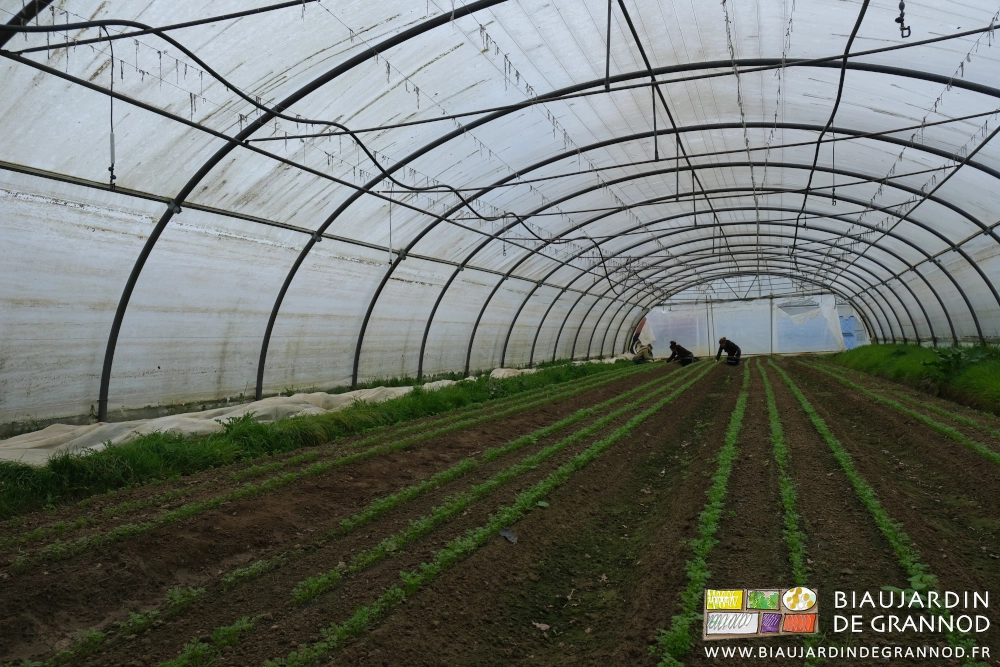 photo par temps gris de 3 biaux jardiniers accroupis pour enlever à la main les herbes du rang avec couteau et seau