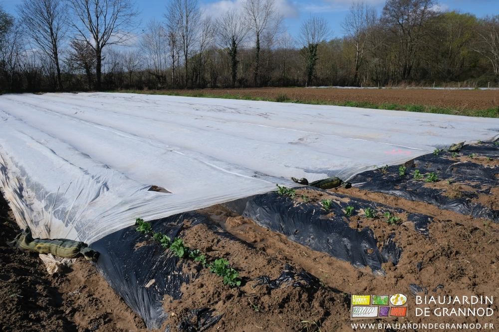 photo de planches de pois protégés par un voile thermique blanc non-tissé