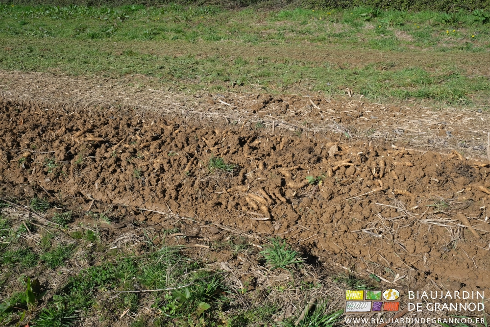 photo proche de topinambour déposé sur la terre de la planche après soulevage et secouage par l'arracheuse