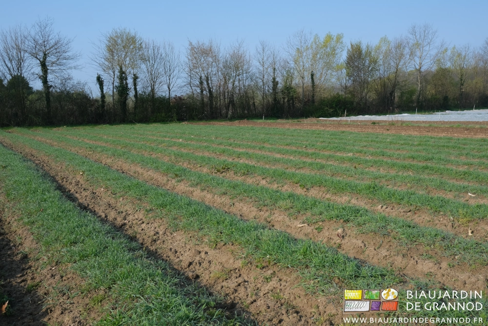 photo d'un carré aux planches couvertes de seigle et vesce hauts d'une dizaine de centimètres