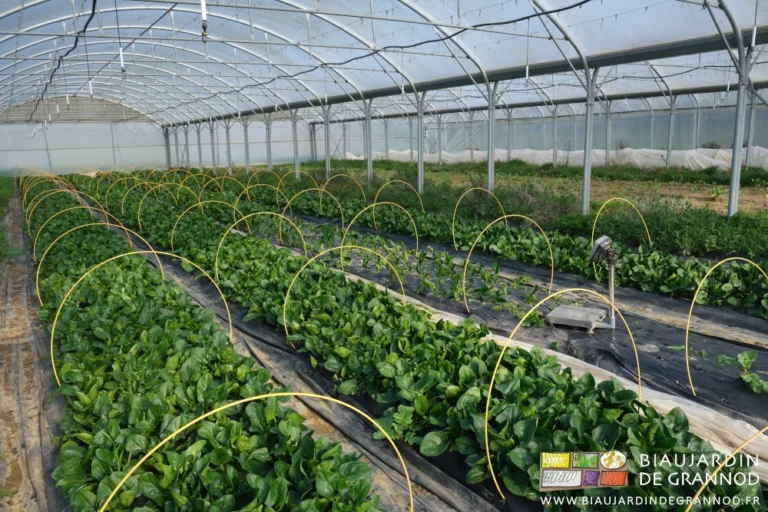 photo d'un tunnel d'épinard bien développé en cours de récolte