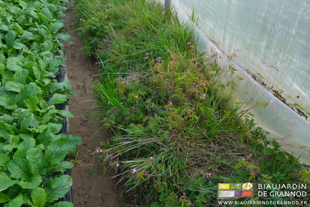 photo de touffe d'Herbe à Robert en bordure de tunnel avec ses fleurs roses à mauves 