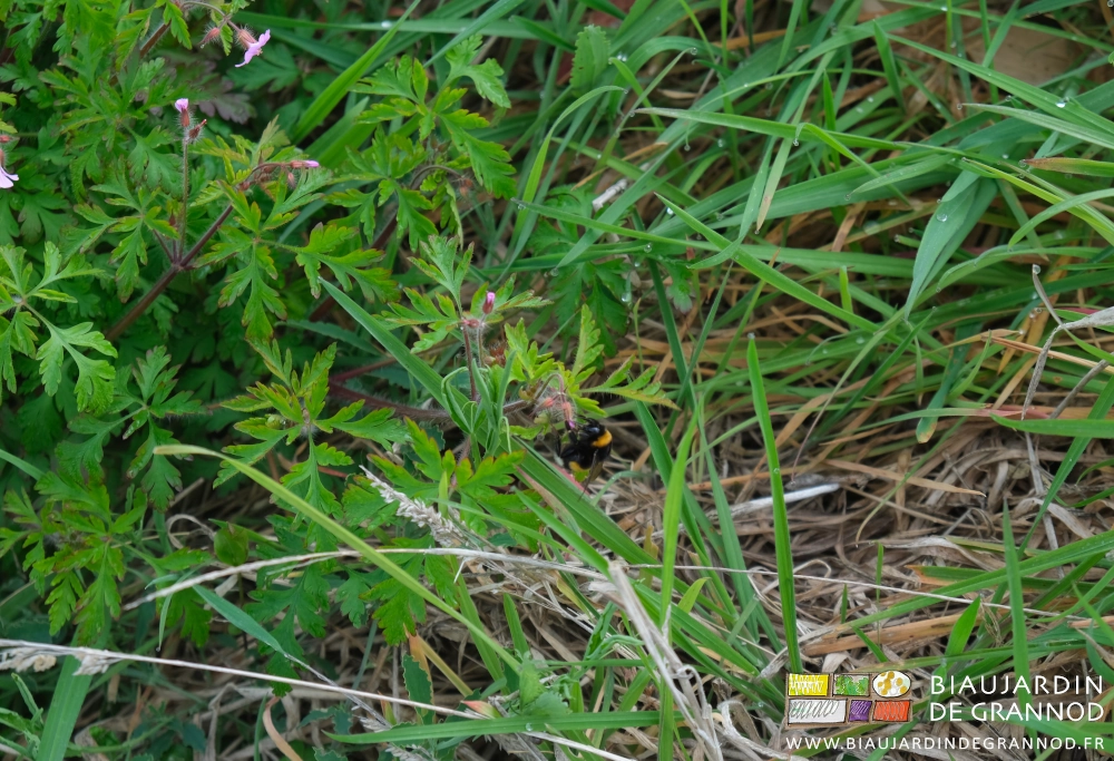 photo d'un frelon butinant une fleur de Geranium robertianum