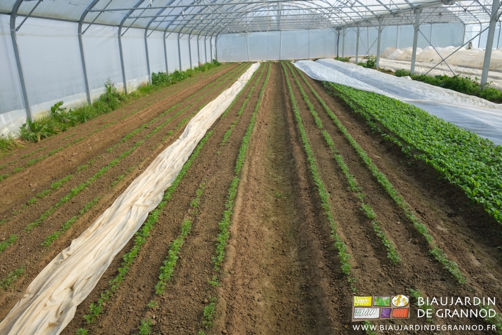 photo de planches de très jeunes carottes pour botte à coté de radis en cours de développement