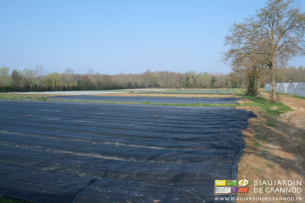 photo d'ensemble du jardin entourée de haies bocagères sous bon ciel bleu