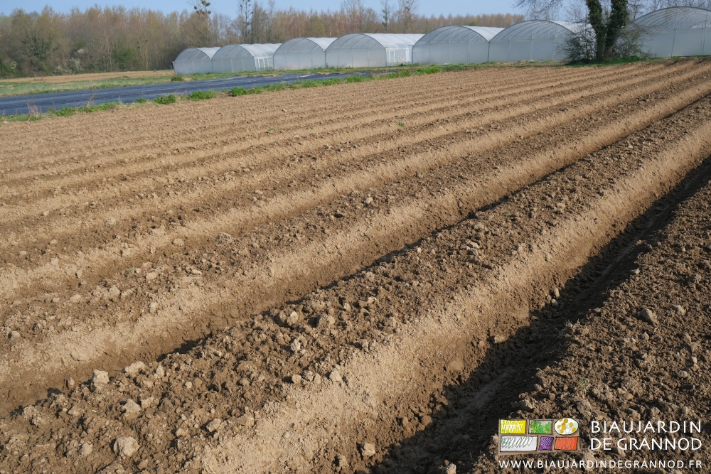 photo de planches assez grossièrement préparées en prévision d'un prochain faux semis