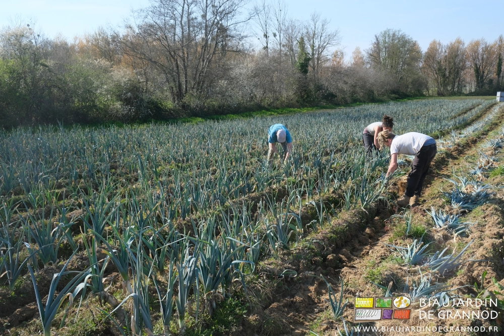 photo des 3 Biaux jardiniers courbés à la sortie manuelles de poireaux de la terre soulevée par la lame