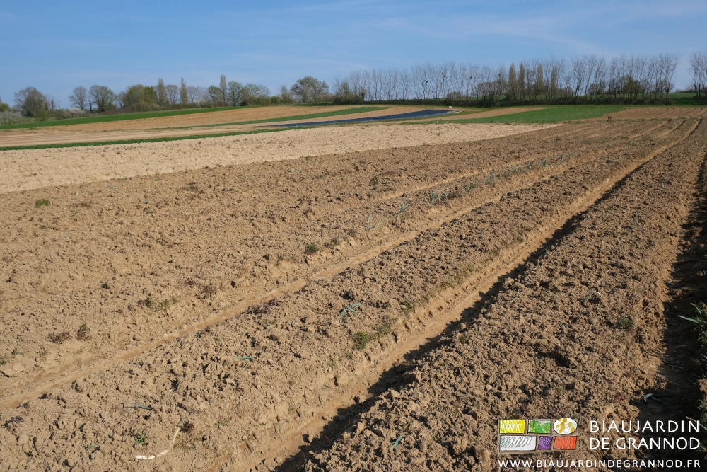 photo de la parcelle, planches juste déchaumées au premier plan