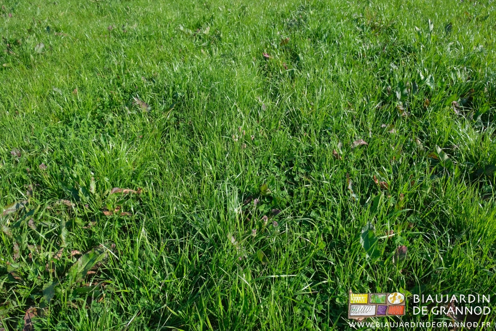 photo de trèfle présent mais pas très densément dans la graminée en place depuis plusieurs années