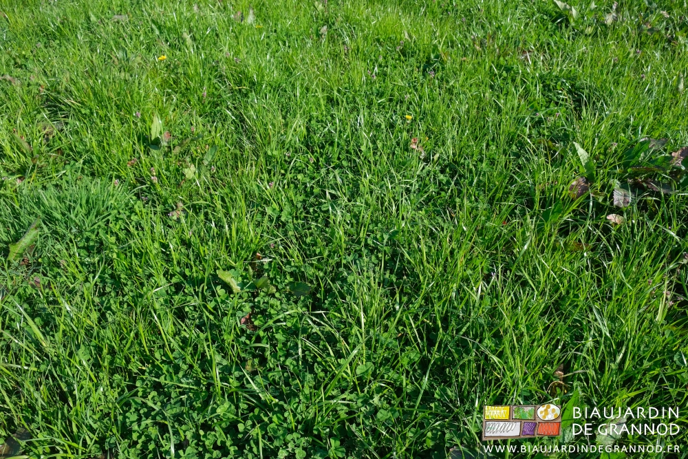 photo de trèfle bien développé dans la graminée en place depuis plusieurs années