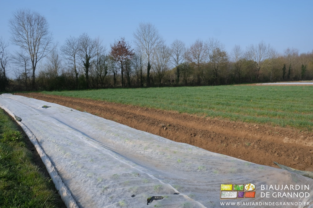 photo de plantations protégées à côté de planche de terre nue avant plantation et d'un engrais vert qui démarre