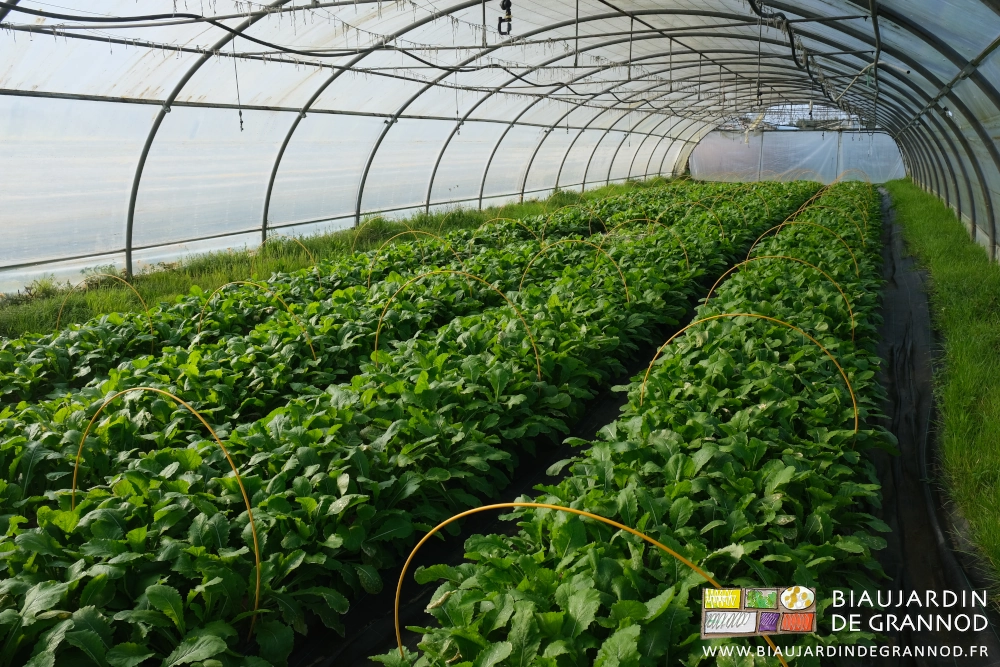 photo d'un tunnel de navet violet en début de récolte
