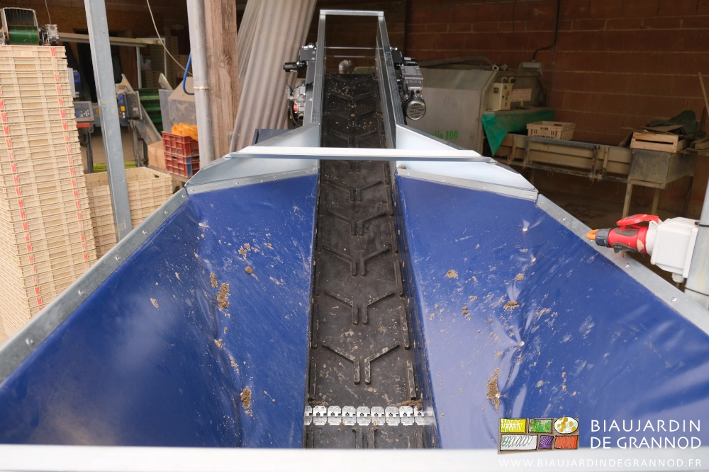 photo de la trémie vide et de la bande de transport vers les rouleaux déterreurs