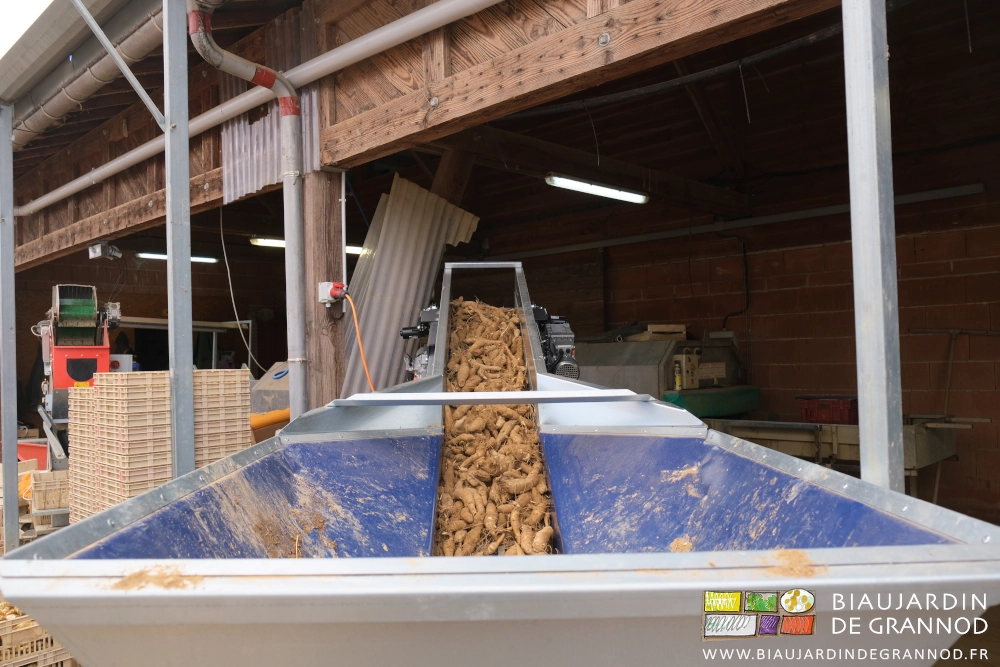 photo du tapis en fonctionnement montant des topinambours