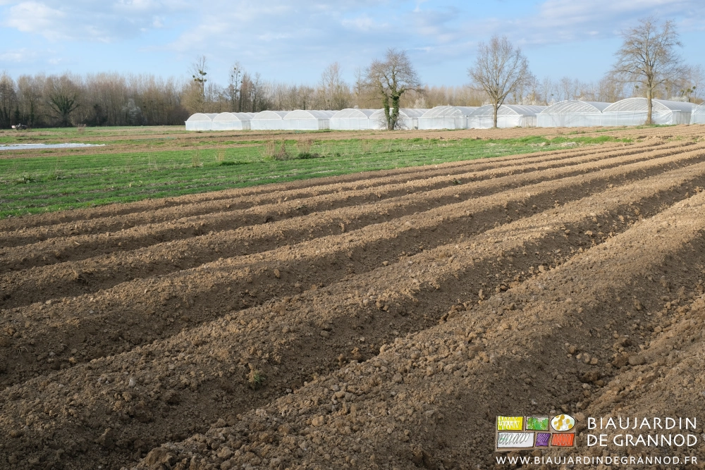 photo de planches joliment montées par le cultibutte