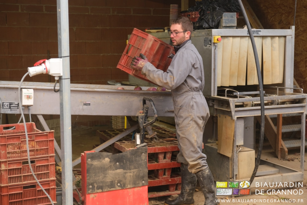 photo de Matthieu vidant à la main une caisse de légumes dans le tapis qui alimentait la laveuse