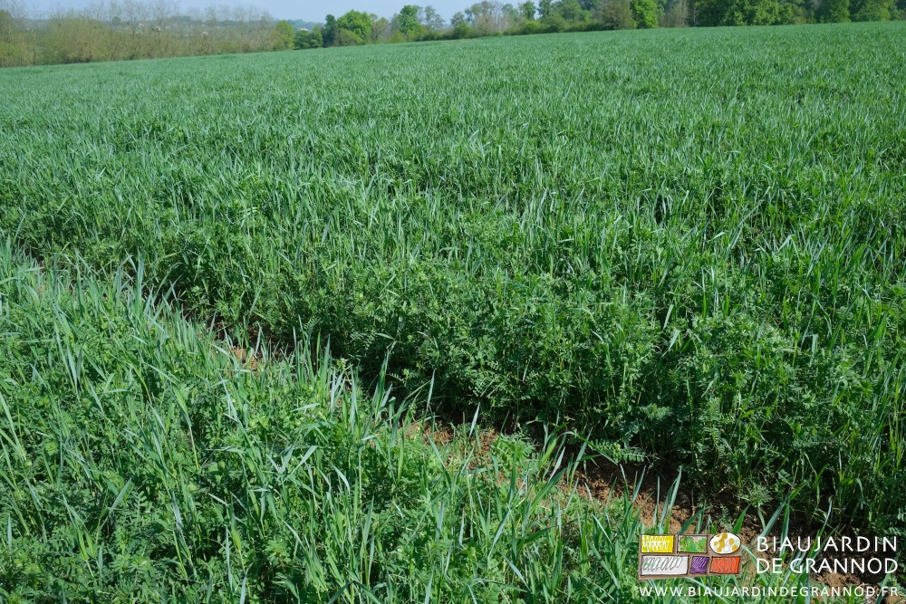 photo d'un magnifique mélange fabacées poacée à hauteur de genoux