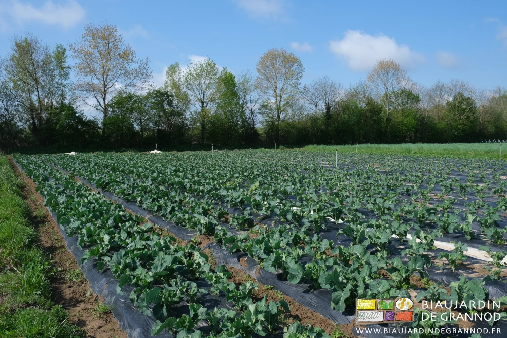 photo sous ciel bleu des 16 planches de chou-fleur sur fond de bocage en cours de feuillaison