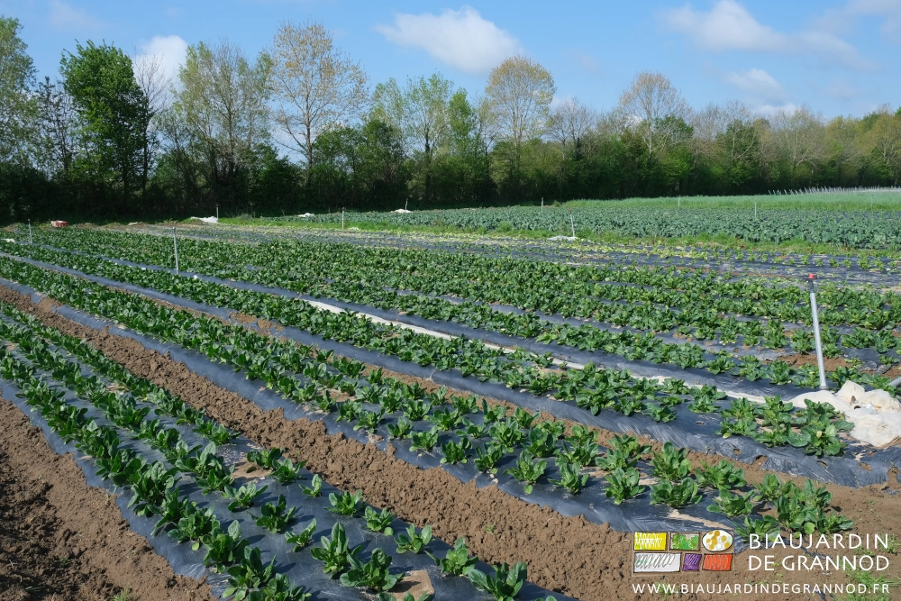 photo de l'échelonnement des plantations d'épinard dans leur carré