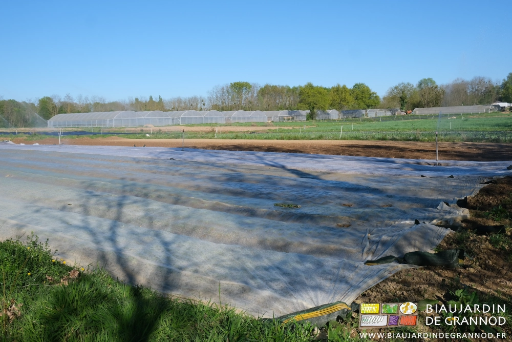 photo des filets blancs anti-insectes sur les radis à divers stades de développement