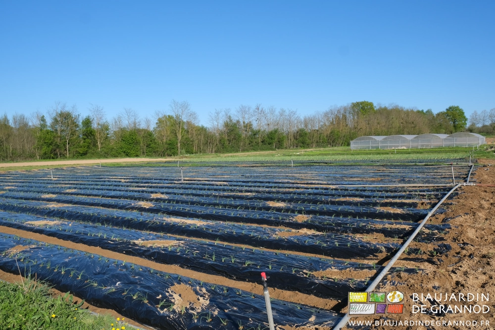 vue du jardin, le carré arrosé au premier plan, sur fond de haie bocagère