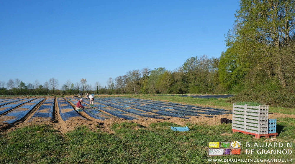 photo d'ensemble du carré avec 4 Biaux Jardiniers courbés pour la plantation d'oignon