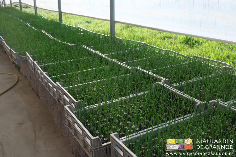 photo des caisses de mottes pressées d'oignon acclimatées dans la serre bioclimatique