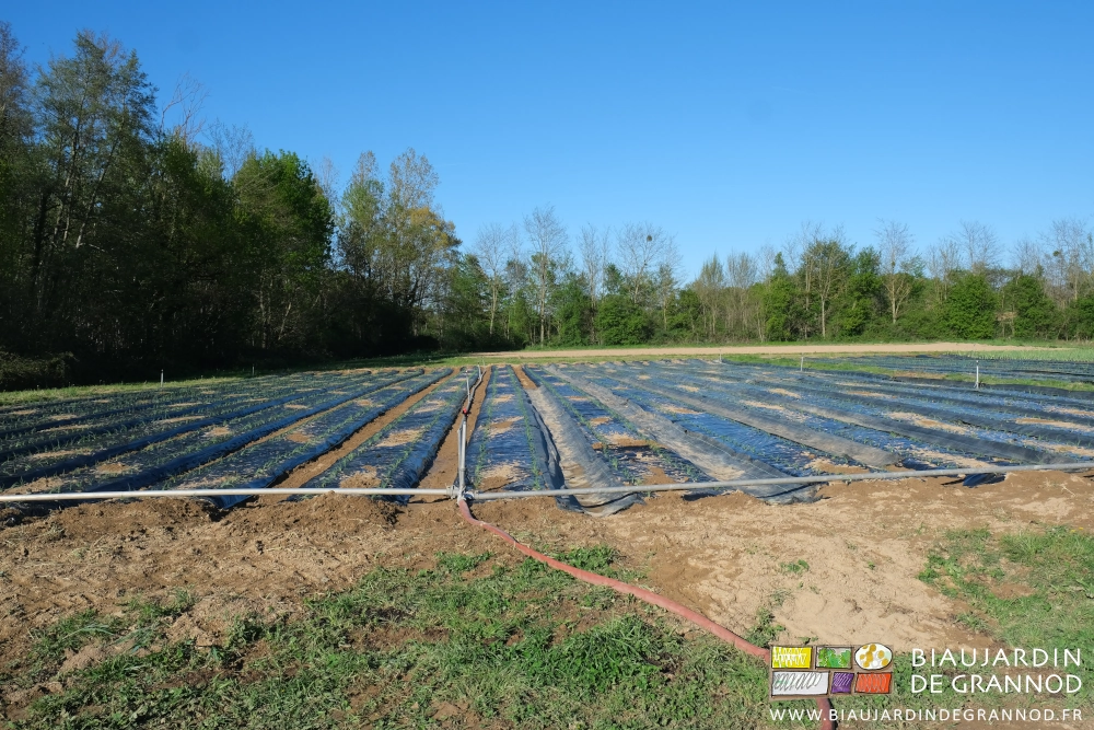 photo du carré la moitié des allées non couvertes
