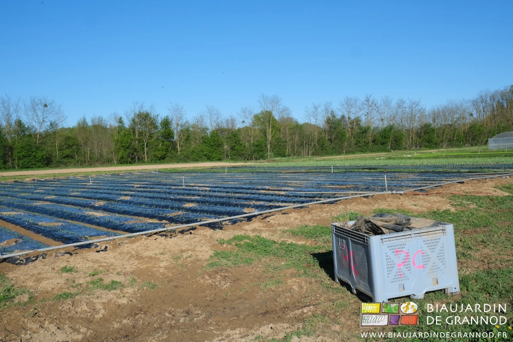 photo d'un carré d'oignon repiqué, le palox stockant les toiles roulées