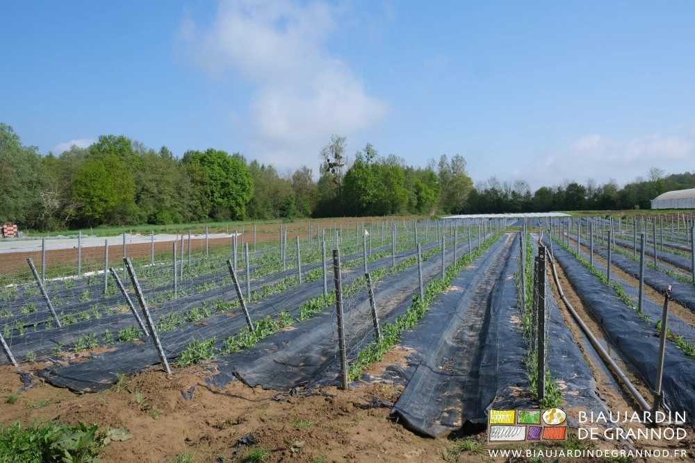 photo des petits pois équipés d'un grillage à mouton fixé sur piquet à vigne