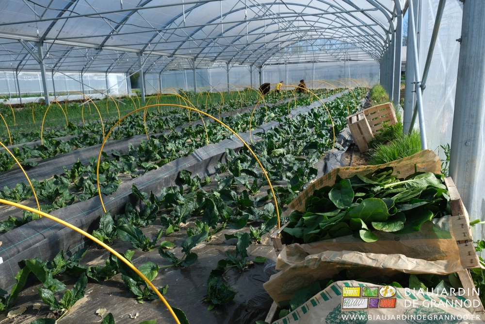 photo de Valentin et Morgane cueillant de l'épinard feuille à feuille sous bi-tunnel