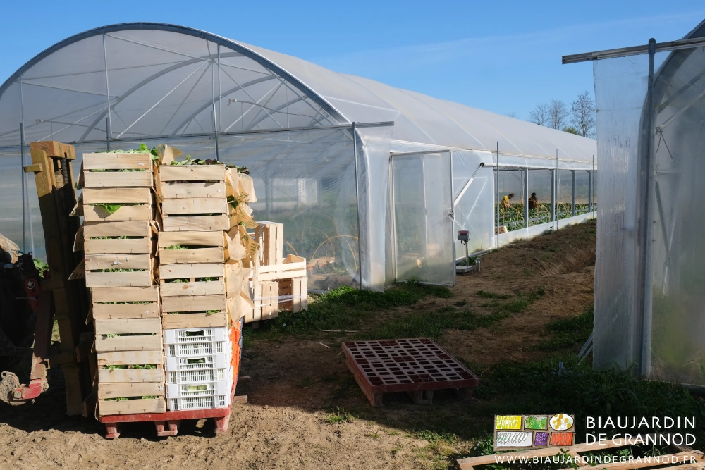 photo d'une palette de caisses bois en cours de montage lors de la cueillette de légumes feuille