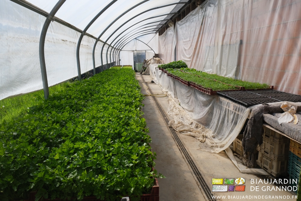 photo des tablettes de serre couvertes de caisses de plants en mottes