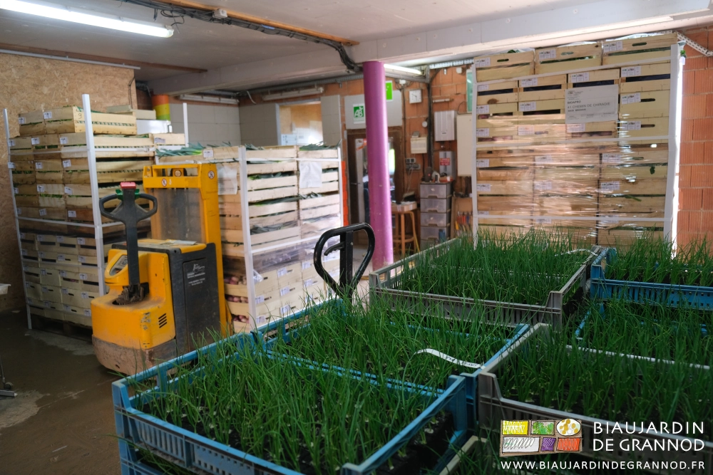 photo du local de préparation garni de 3 palettes de légumes et 2 de plants d'oignon