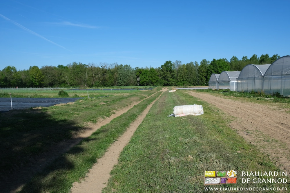 photo d'une des allées de circulation du haut au bas du jardin juste après tonte de la végétation