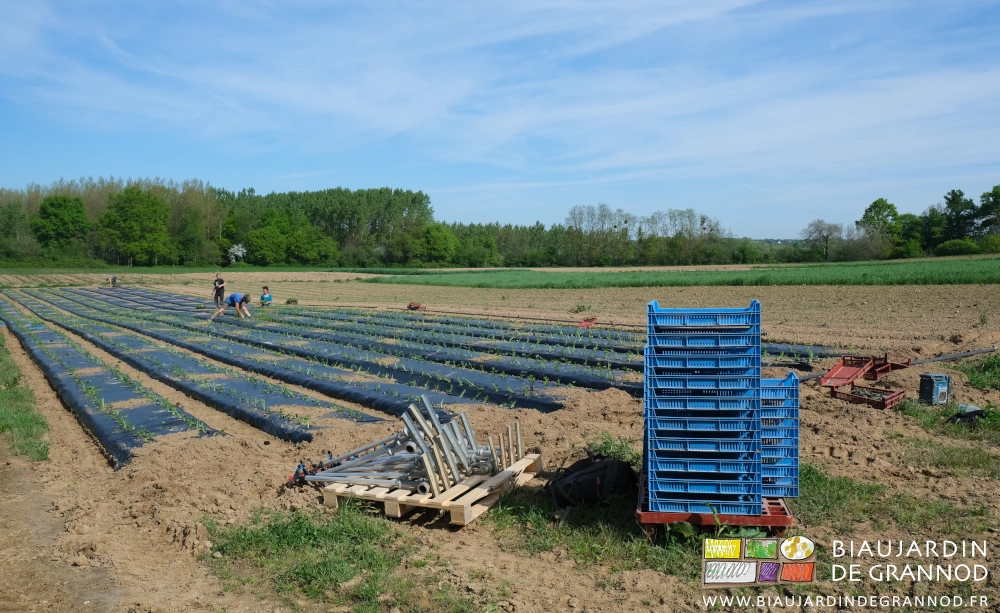 photo de l'équipe plantant à la main le carré de céleri-rave sur paillage noir biodégradable