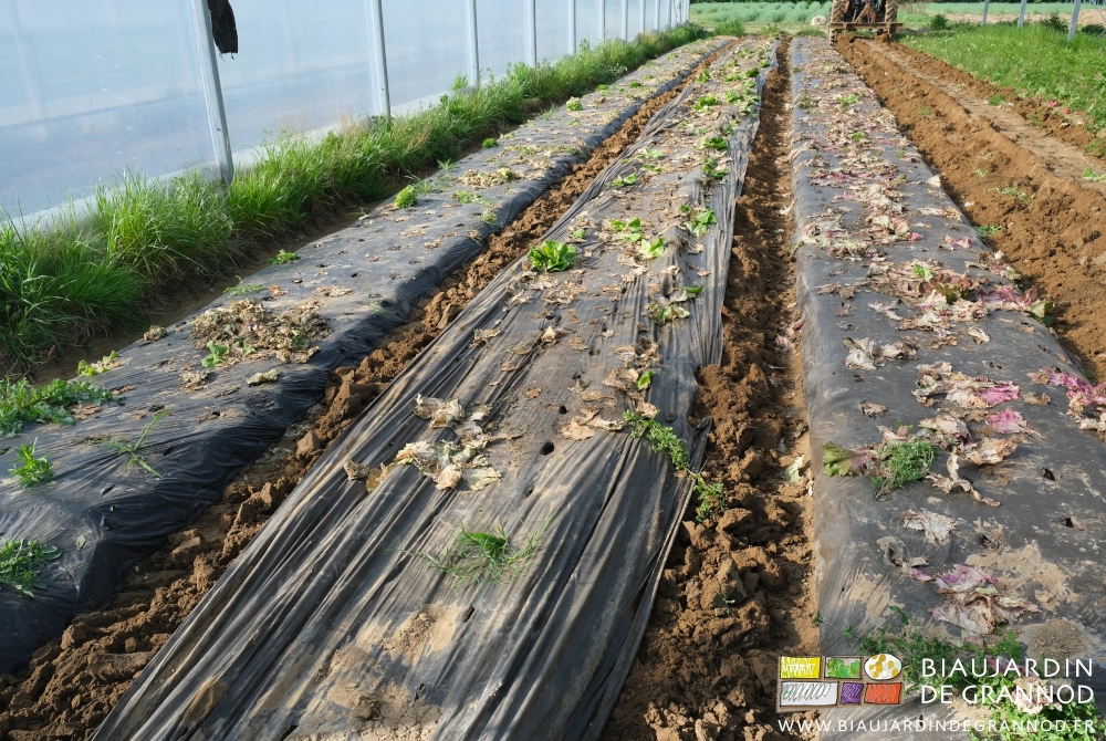 photo d'une planche au film soulevé entre 2 planches encore filmées