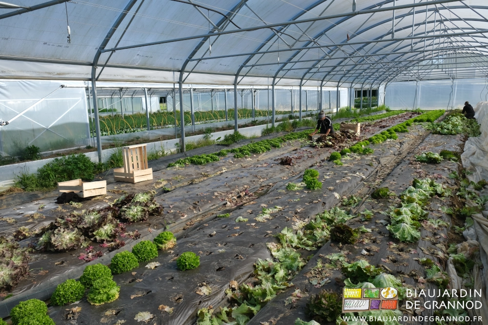 photo de 4 planches de salade dont on termine la récolte