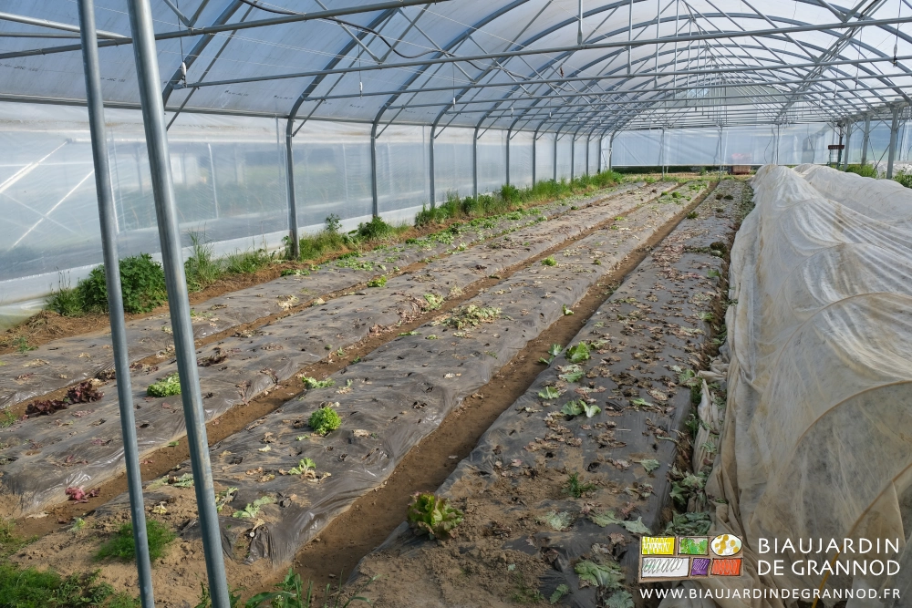 photo de 4 planches en laitue sur film noir et récoltées