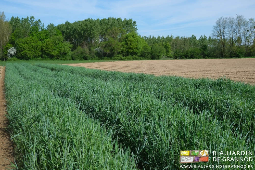 photo de seigle et vesce bien dévreloppé à côté de planches en cours de préparation pour semis et plantations
