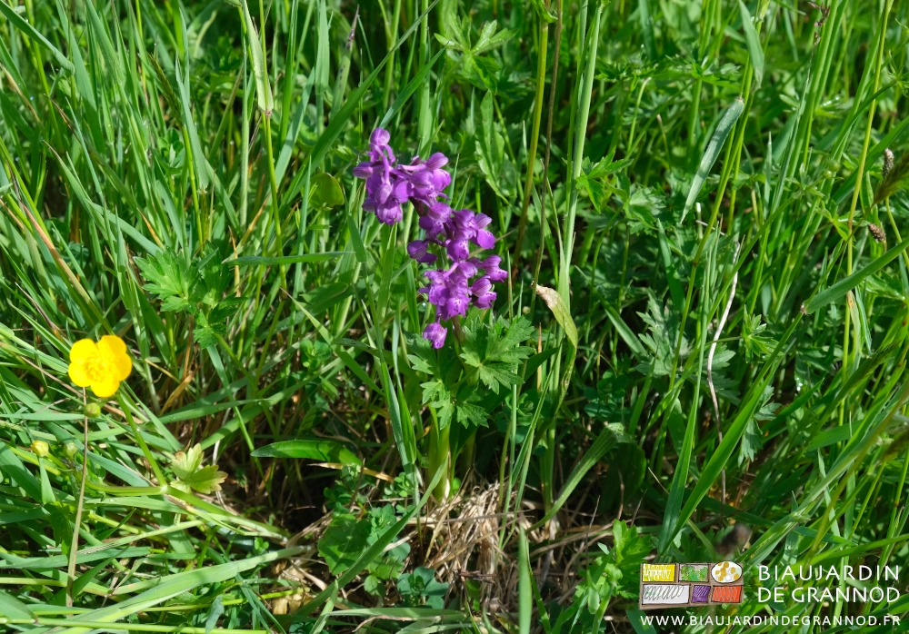 photo du magnifique violet vif de l'orchidée dans nos prairies humides