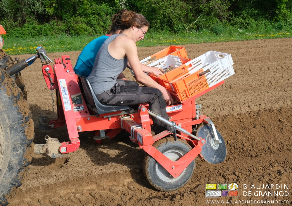 photo de 2 Biaux Jardinières assises à la plantation des pommes de terre