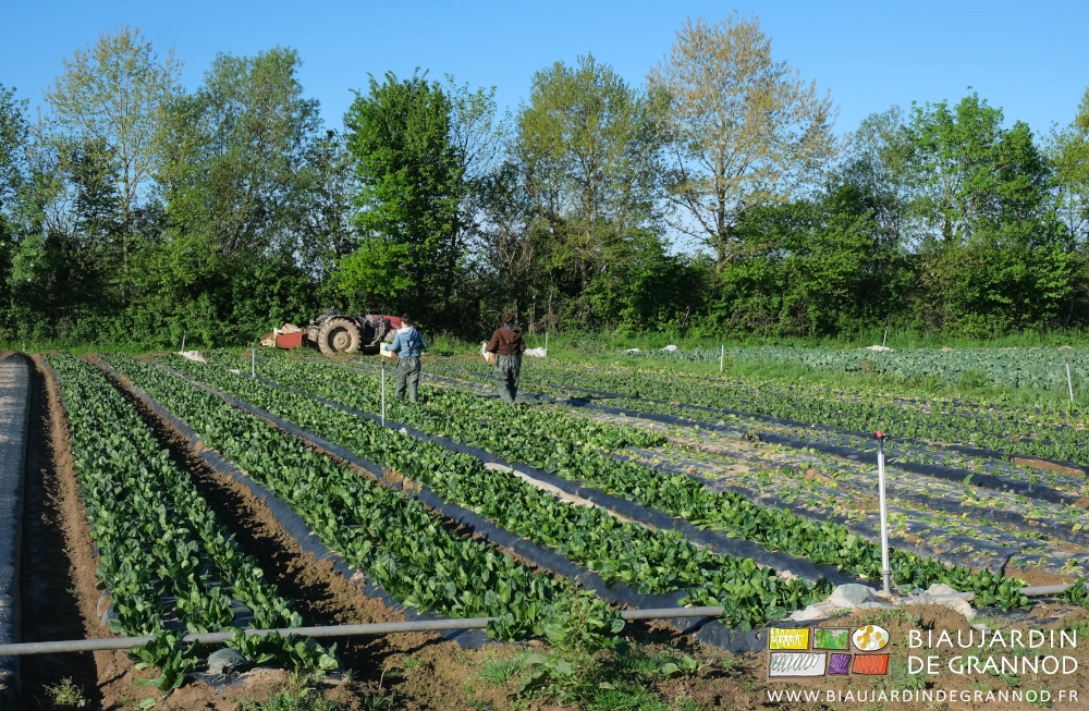 photo de 2 Biaux jardiniers récoltant de l'épinard pour les paniers des abonnés