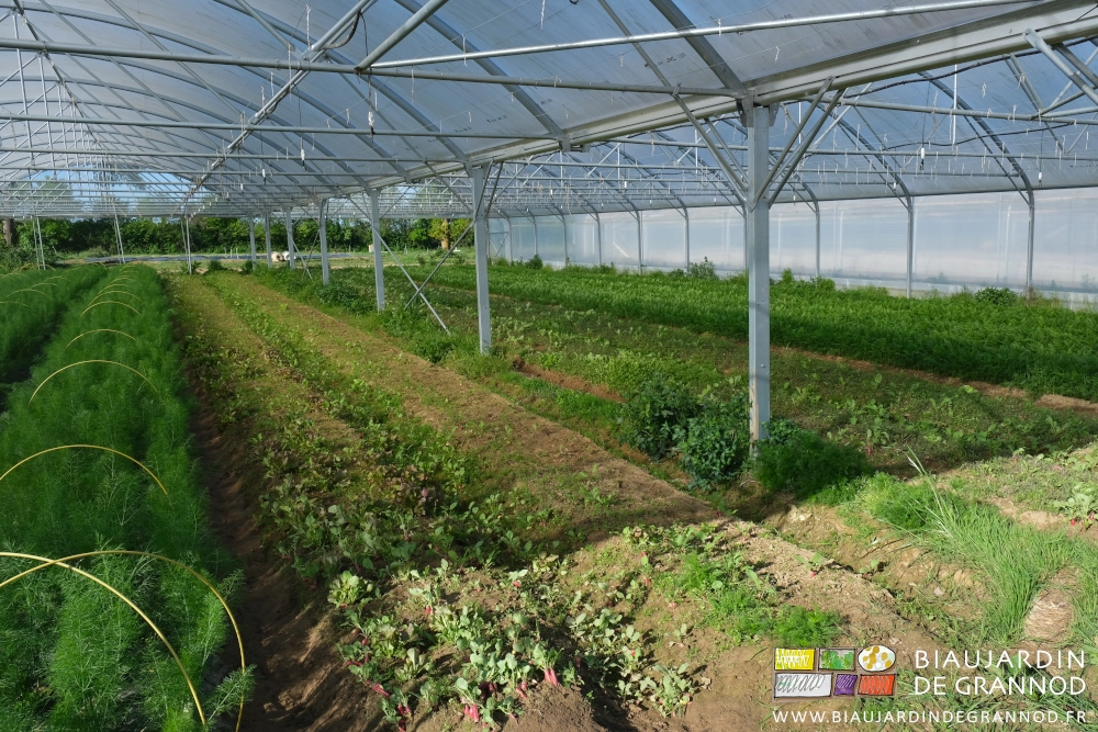 photo de 4 planches où ne restent que quelques vilains radis et adventices