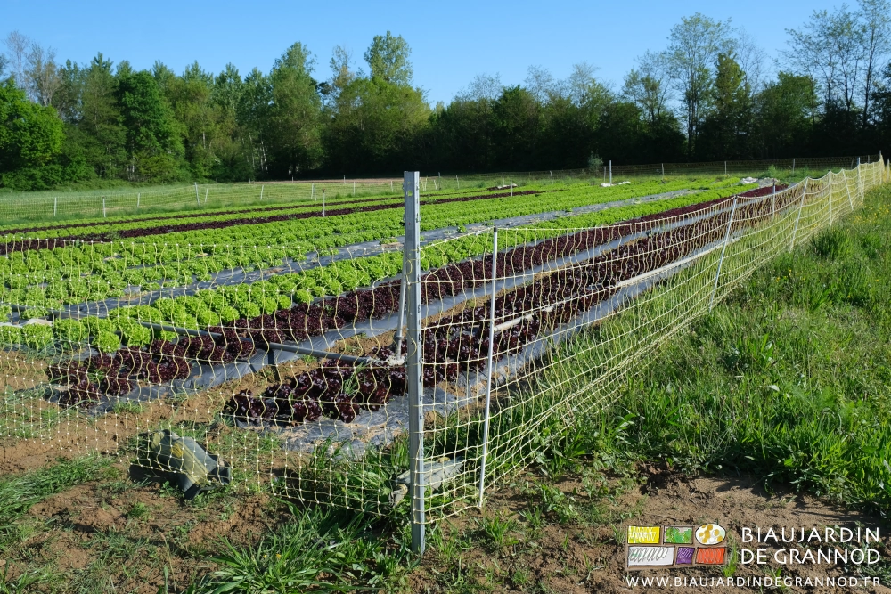photo du carré entouré d'un filet électrifié consolidé par des piquets d'angle