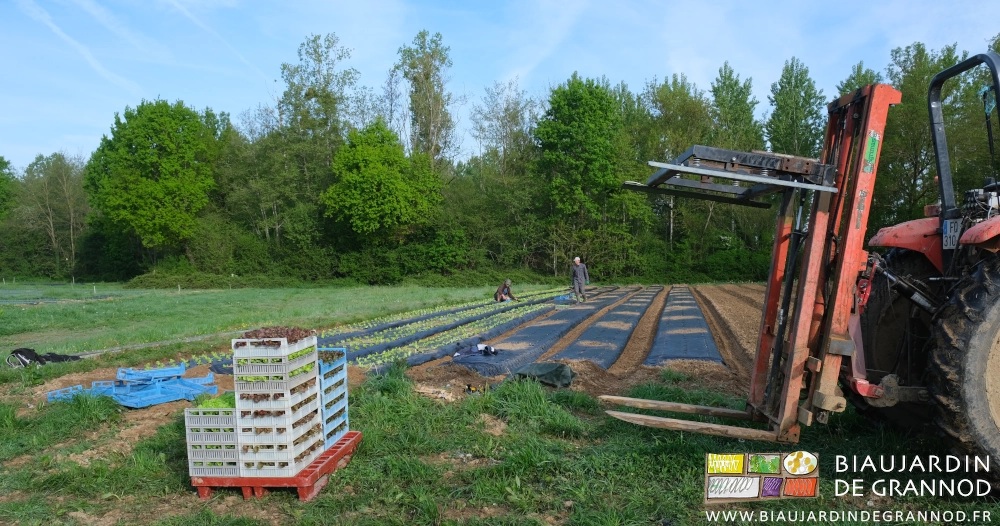 photo d'ensemble du repiquage de 6 planches de salade en plusieurs variétés sur fond de haie bocagère