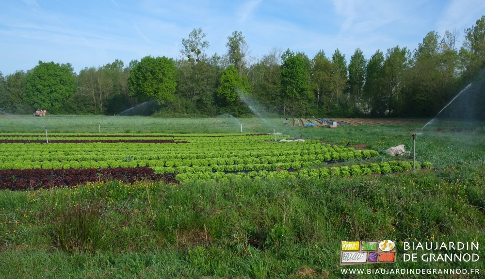 photo d'ensemble 1er plan arrosage de salades développées, second plan plantation de salade en cours au fond grande haie bocagère
